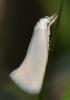 Elachista sp.